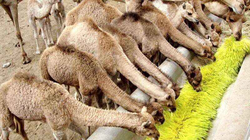 Camels feeding on fresh hydroponic fodder