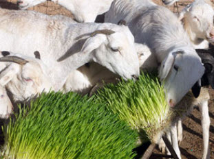 Goats Feeding on Fresh Hydroponic Fodder