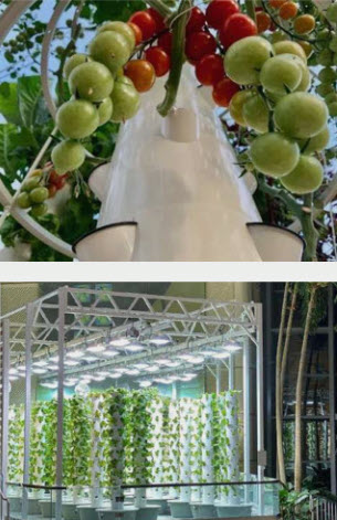 Vertical hydroponic grow tower loaded with produce