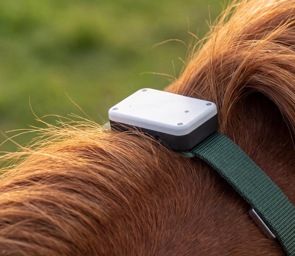 Equine Core collar worn on top of a horse's neck