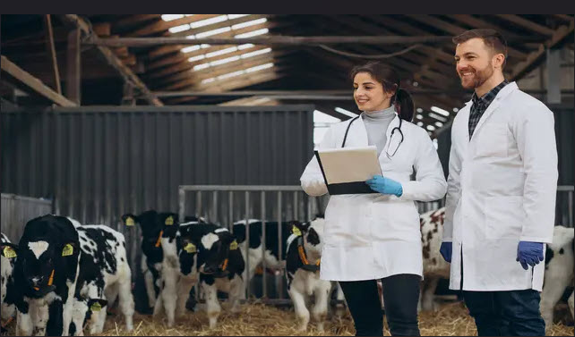 Animal nutritionists consulting together in the barn