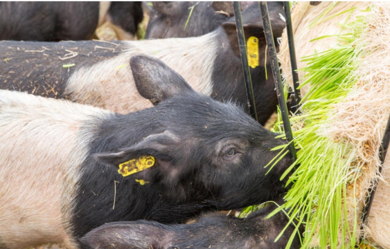 Piglets feeding on fresh hydroponic fodder in a group pen