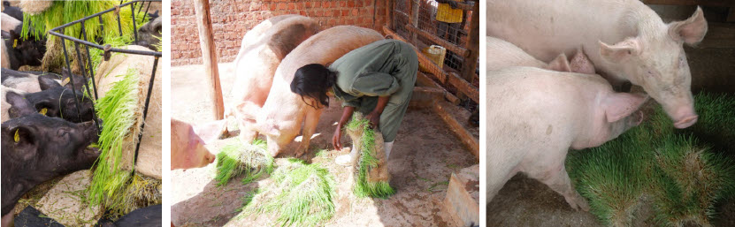 Cattle and pigs feeding on fresh green fodder