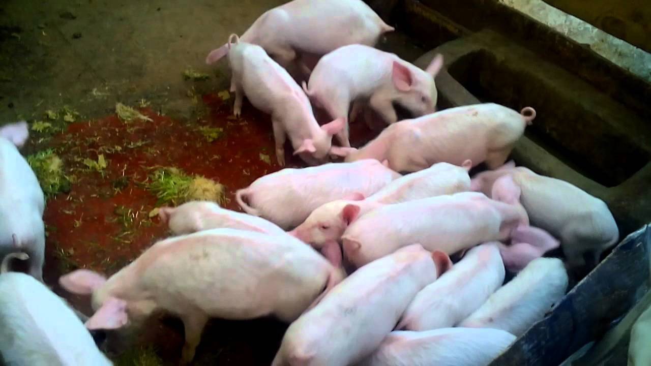 Pigs feeding on hydroponic fodder outdoors