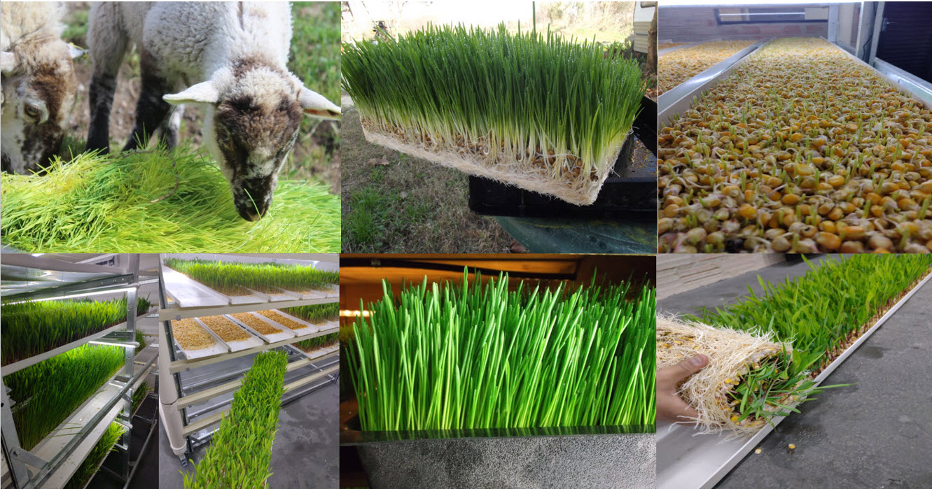 Sheep fodder growing process