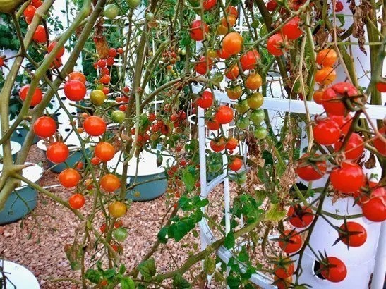Hydroponic Vertical Growing