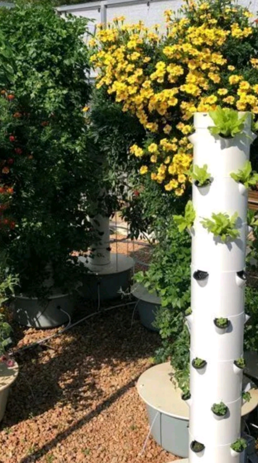 Vertical grow towers with produce