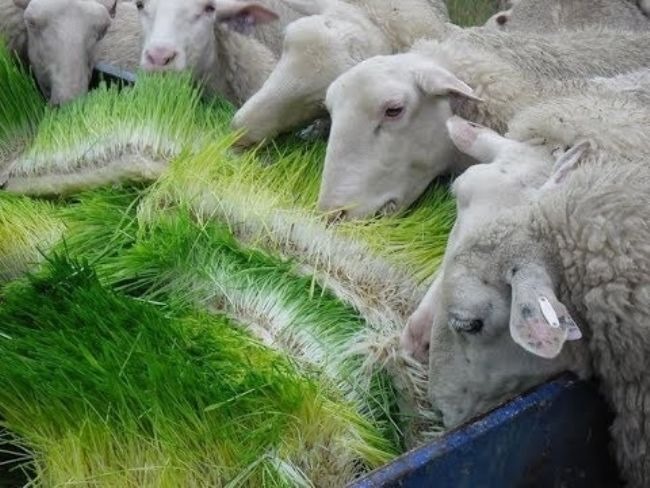 Sheep with a Fresh Fodder Roll